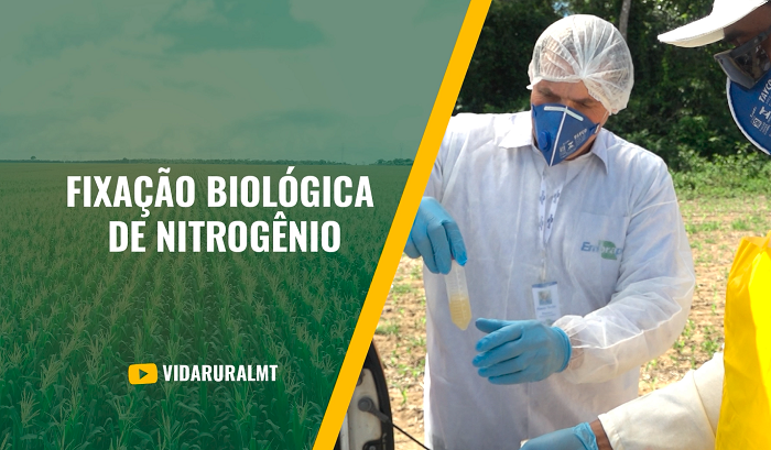 INOCULANTE REDUZ USO DE NITROGÊNIO E AUMENTA PRODUTIVIDADE